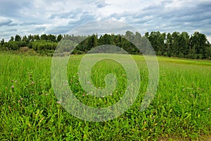 Green field in thick weather in early autumn