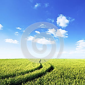 Green field with tractor trails