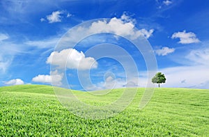 Green field, tree and blue sky