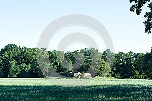 Green field and tree and blue sky and bunker