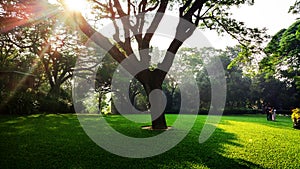 Green Field and Tree at Comilla Bangladesh