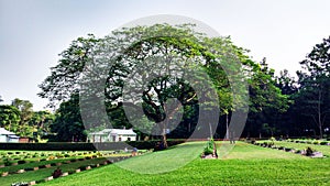 Green Field and Tree at Comilla Bangladesh