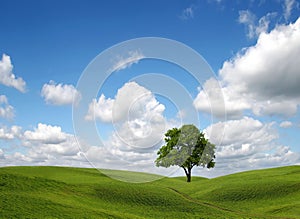 Green field and tree under blue sky