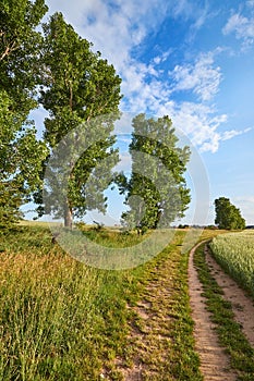 Green Field with Trees