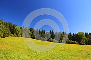 Green field and trees