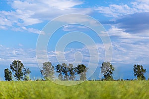 Green field and trees