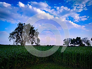 green field With Trees And Blue Sky With Clouds