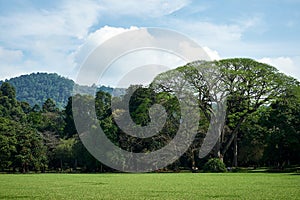 Green Field and Trees in King Garden of Peradeniya