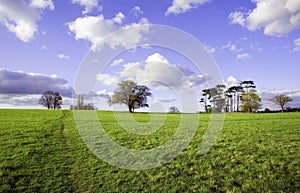 Green field with trees and sky