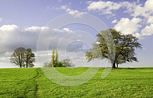 Green field with trees and sky