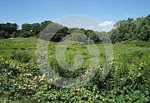 Green field and trees by a small pond