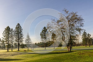 Green field with trees at sunny autumn day with bright sky