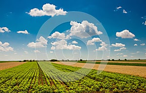 Green field under beautiful dark blue sky