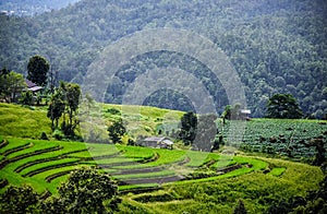 Green field view at Pa Pong Piang Rice Terraces, Mae Chaem, Chiang Mai