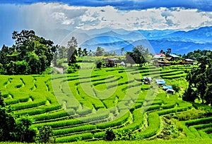 Green field view at Pa Pong Piang Rice Terraces, Mae Chaem, Chiang Mai