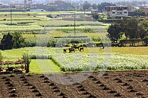 Green field in a village near ,Cairo