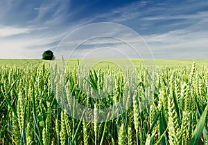 Green field of wheat