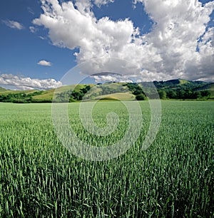 Green field of wheat