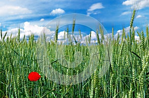 Green field of wheat with alone red wild poppy