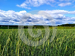 A green field of wheat and a blue sky with clouds. Sunny clear day, privacy and tranquility. Growing bread in the fields