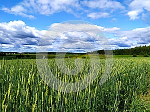 A green field of wheat and a blue sky with clouds. Sunny clear day, privacy and tranquility. Growing bread in the fields