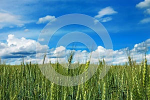 Green field of wheat with cloudy blue sky