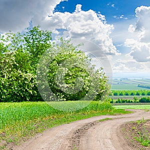 A green field of wheat field and blue sky