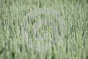 Green field of wheat heads