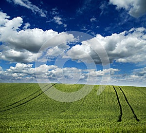 Green field of wheat over an amazing cloudscape