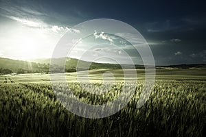 Green field of wheat in Tuscany