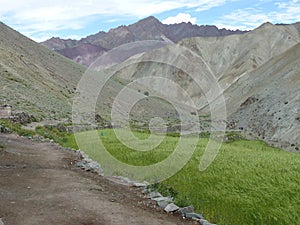 Green field of wheats in the remote Valley of Markah in Ladakh, India.