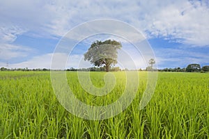 Green field and white cloud and blue sky