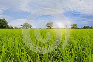 Green field and white cloud and blue sky