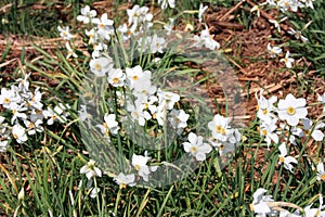 Green field of white daffodils flowers