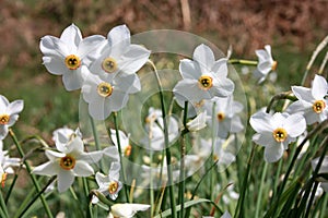 Green field of white daffodils flowers