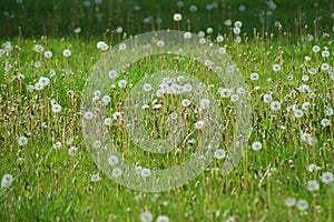 Green field with white dandelions