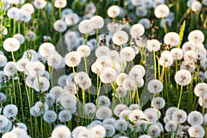 Green field of white dandelions