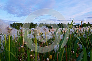 Green field white dandelions