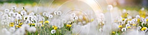 Green field with white and yellow dandelions outdoors in nature in summer