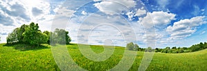 Green field with white and yellow dandelions outdoors in nature in summer