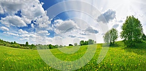 Green field with white and yellow dandelions outdoors in nature in summer