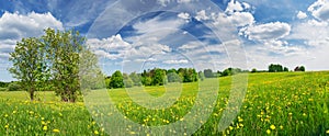 Green field with white and yellow dandelions outdoors in nature in summer