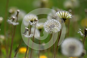 Green field with white and yellow dandelions outdoors in nature in summer