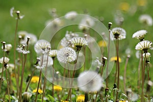 Green field with white and yellow dandelions outdoors in nature in summer