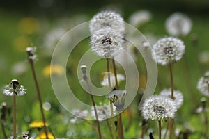 Green field with white and yellow dandelions outdoors in nature in summer