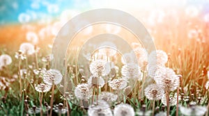 Green field with white and yellow dandelions outdoors in nature in summer.Panoramic view