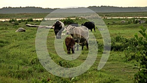 Green field and wild cows