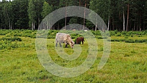 Green field and wild cows