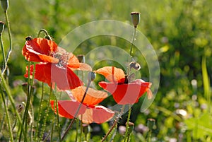 A green field with wild red poppies. A sunny spring day.