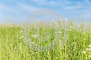 Green field with wildflowers against a blue sky on a sunny day. Freedom and beautiful nature. Space for text